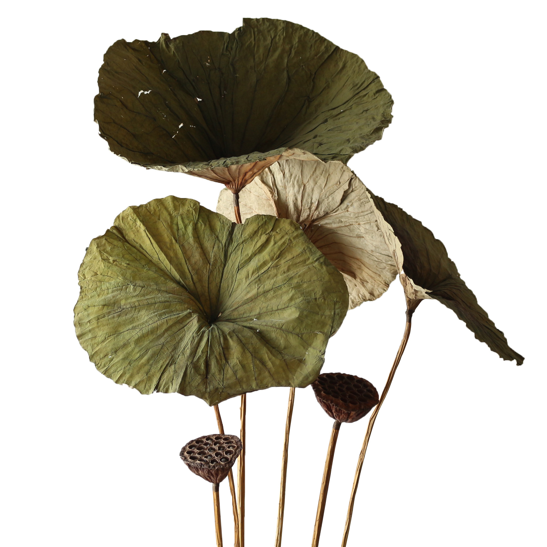 天然荷叶真杆彩色莲蓬天然家居装饰荷叶绿色艺术干花干叶拍摄道具