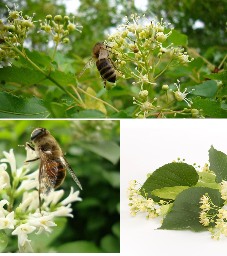东北特产黑蜂椴树蜜500g 农家蜂蜜支持抖音快手批发贴牌 一件代发