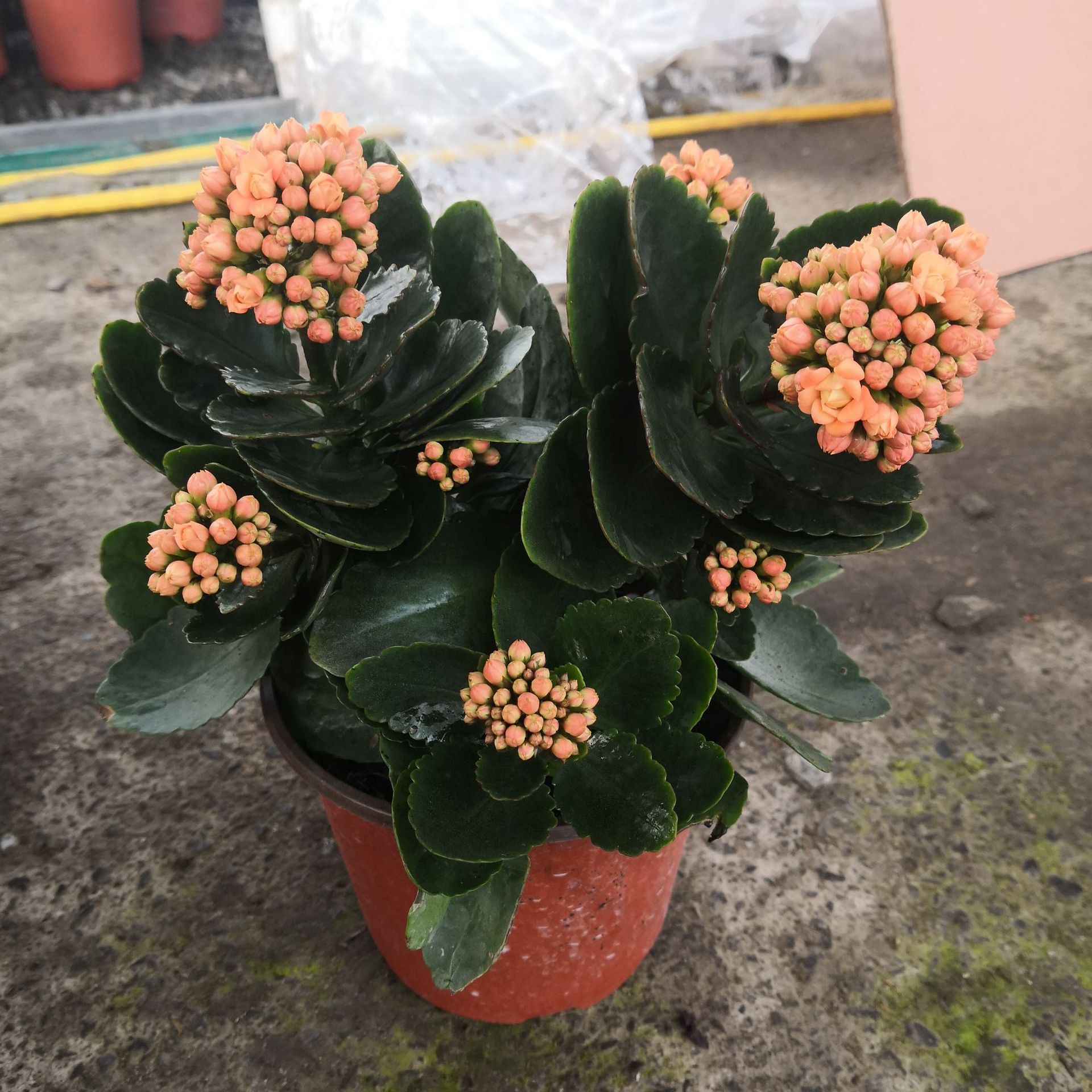 长寿花盆栽植物 基地大棚 花卉绿植多肉盆景 大量批发优惠