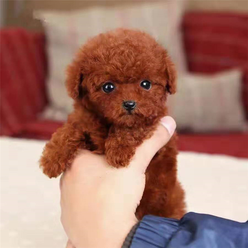 出售纯种泰迪幼犬 长不大迷你小型袖珍宠物犬活体 贵宾泰迪犬