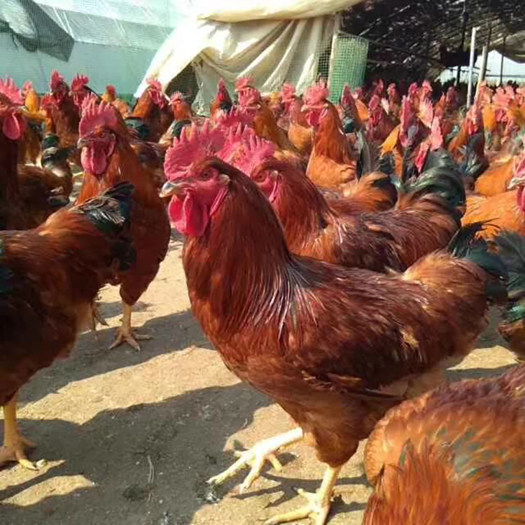 出壳九斤红玉公鸡  脱温大红公鸡批发  放养的红玉公鸡