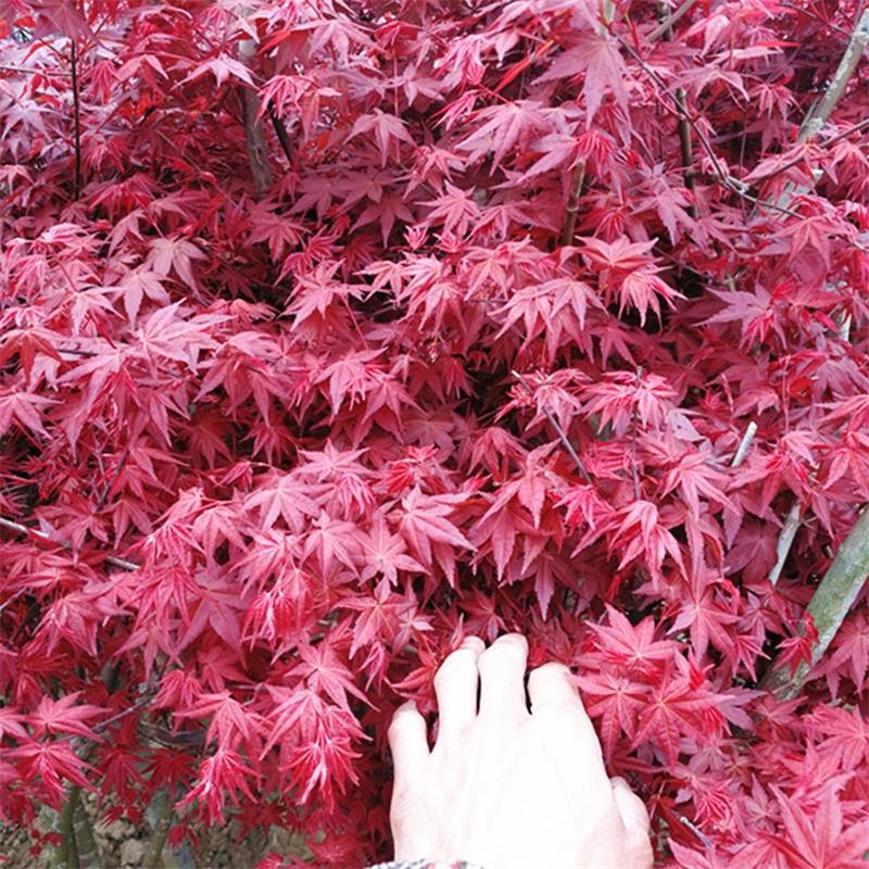 红枫树苗四季红庭院红舞姬盆景绿化植物苗木园林绿化