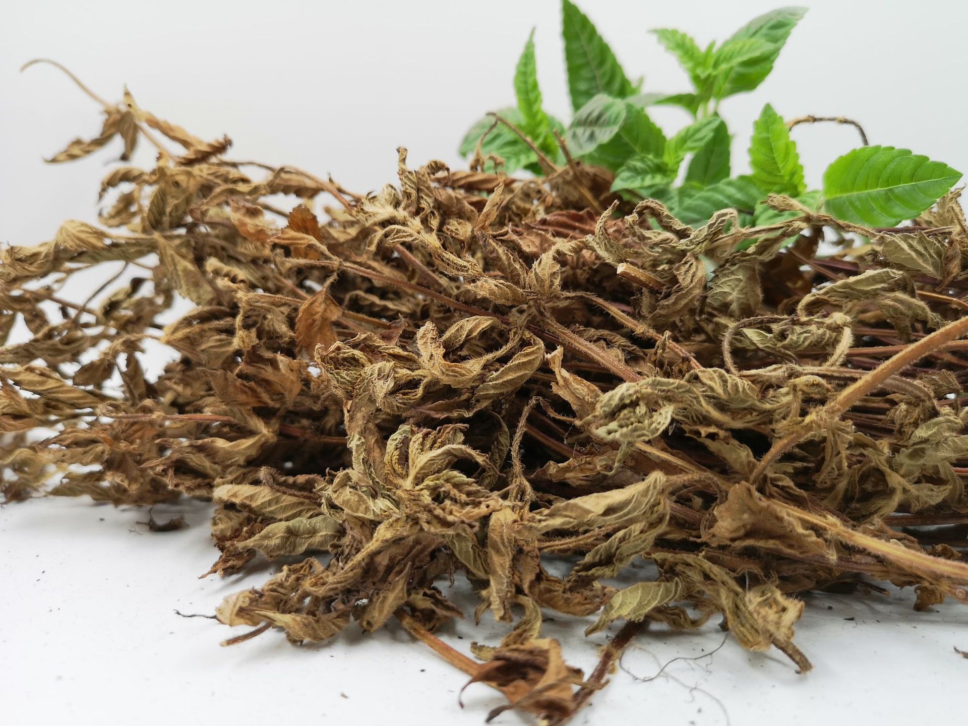 5kg高胶做冻仙草叶 气味清香仙草凉茶原料批发