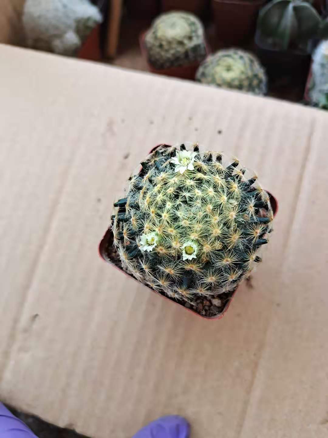 明星实生3-5cm仙人球红花易开花软刺不扎仙人球