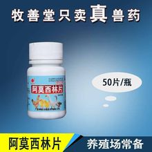 兽药阿莫西林片 宠物猫狗犬抗炎药感冒发烧50片鸡药鸽子 产品批发