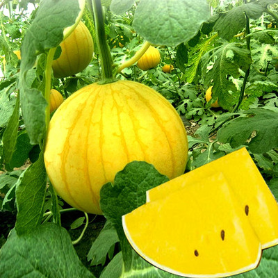 金童西瓜种子黄皮黄壤礼品小西瓜种子特色礼品西瓜水果春秋种包邮