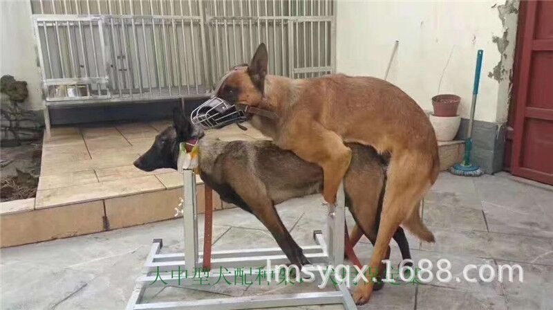 犬用配种架宠物配种器材狗保定设备打针输水治皮肤病动手术架