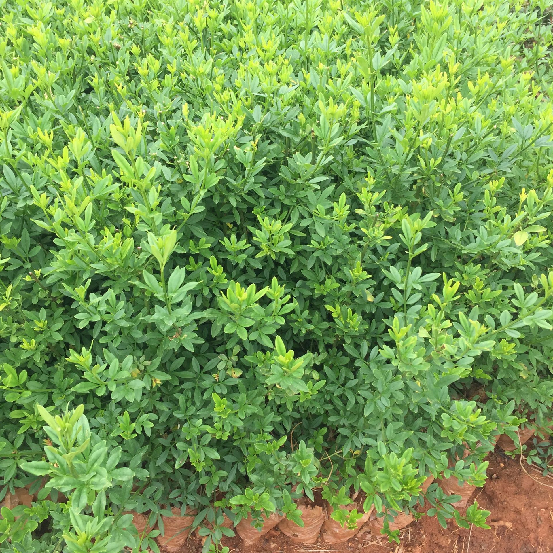 云南黄素馨 基地直销 迎春柳杯苗 耐干耐寒 园林植物绿化地被