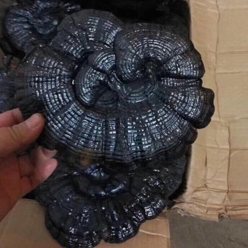 批零中药材优质 黑灵芝 黑芝玄芝黑云芝产地货源量大从优产地货源