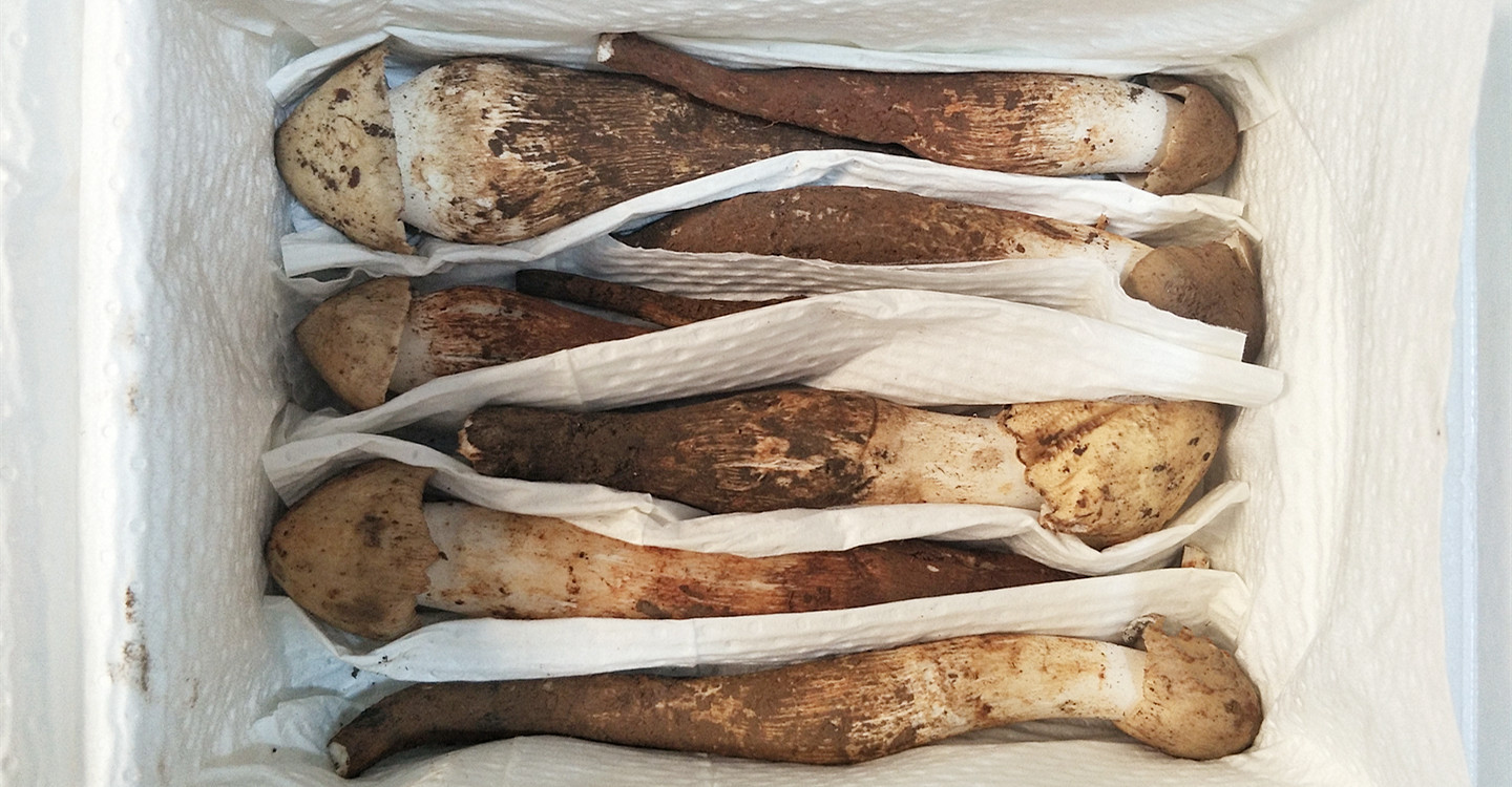 云南野生鸡枞菌新鲜火把鸡枞荔枝菌 蘑菇山货食用农产品2斤包邮