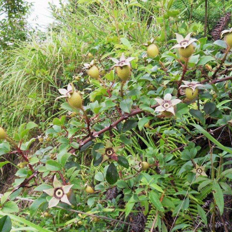 金樱子苗野生金樱子新采种子刺梨子树苗金英子刺糖罐泡酒料中药材