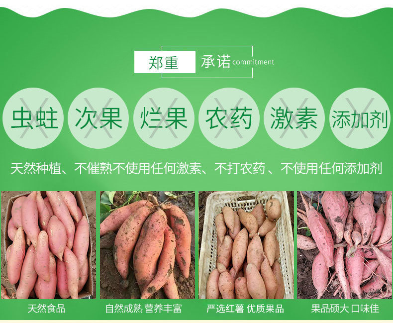 批发龙薯9红薯繁育基地种植 新鲜现挖红心地瓜烤地瓜 电烤红薯用