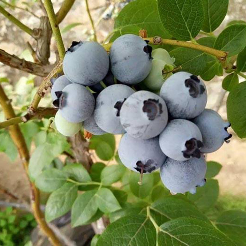 灿烂蓝莓苗种植基地 三年组培蓝莓苗品种 北方栽植蓝莓苗品种介绍