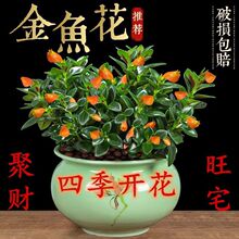 金鱼花四季开花吊兰盆栽室内绿植花卉多肉植物绿萝发财树好养