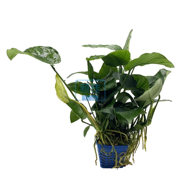 多芽中榕水榕水草活体批发鱼缸造景真水草水族箱观赏装饰阴性好养