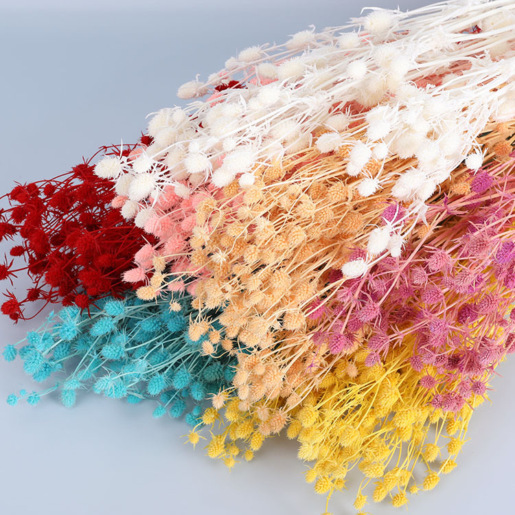 云南干花情人果永生花束100克左右大束情人果永生花diy花束用花材