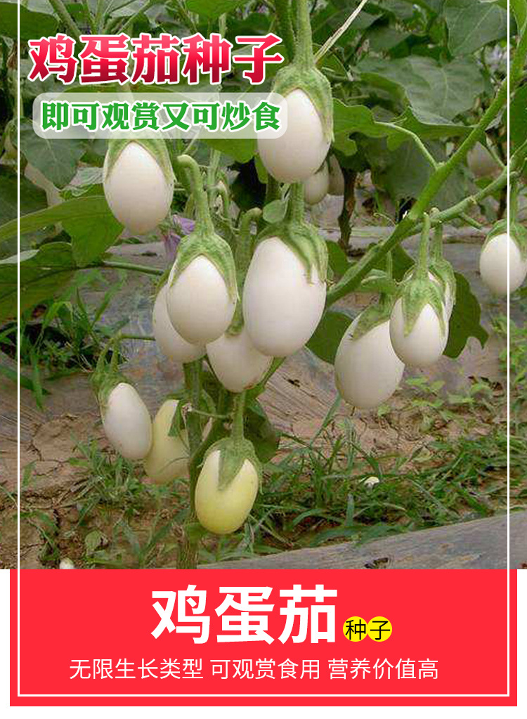 白茄子种子种苗鸡蛋茄金银盆栽四季春季农家室内白蛋茄种籽蔬菜孑