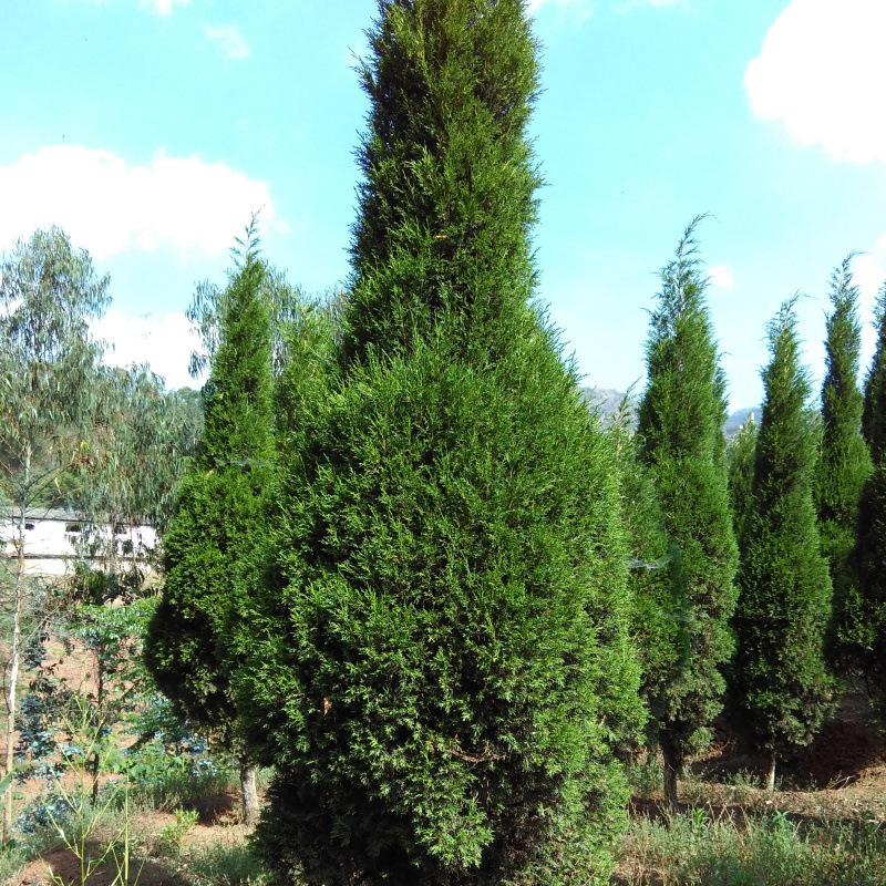 藏柏种子造林树种当年新采种保存现货供应藏柏种子厂家种植批发