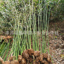 绿化工程桂竹苗庭院观赏竹类植物毛竹小苗 四季常青竹子苗