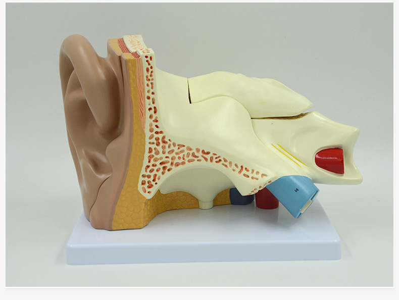 普信 耳朵模型 人耳模型 耳科模型 医用 解剖模型 ear model