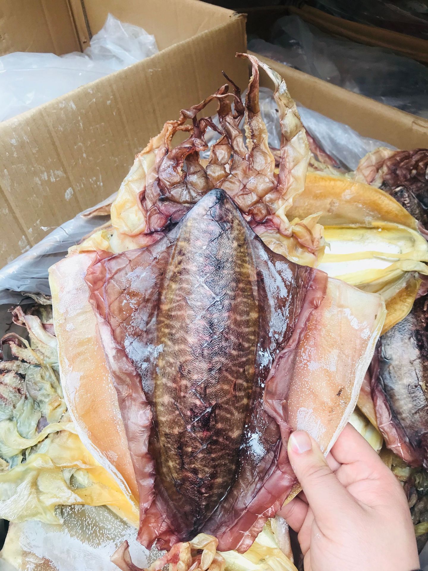 厂家直销鱿鱼干海鲜海产特产水产干货干鱿鱼海味干货批发