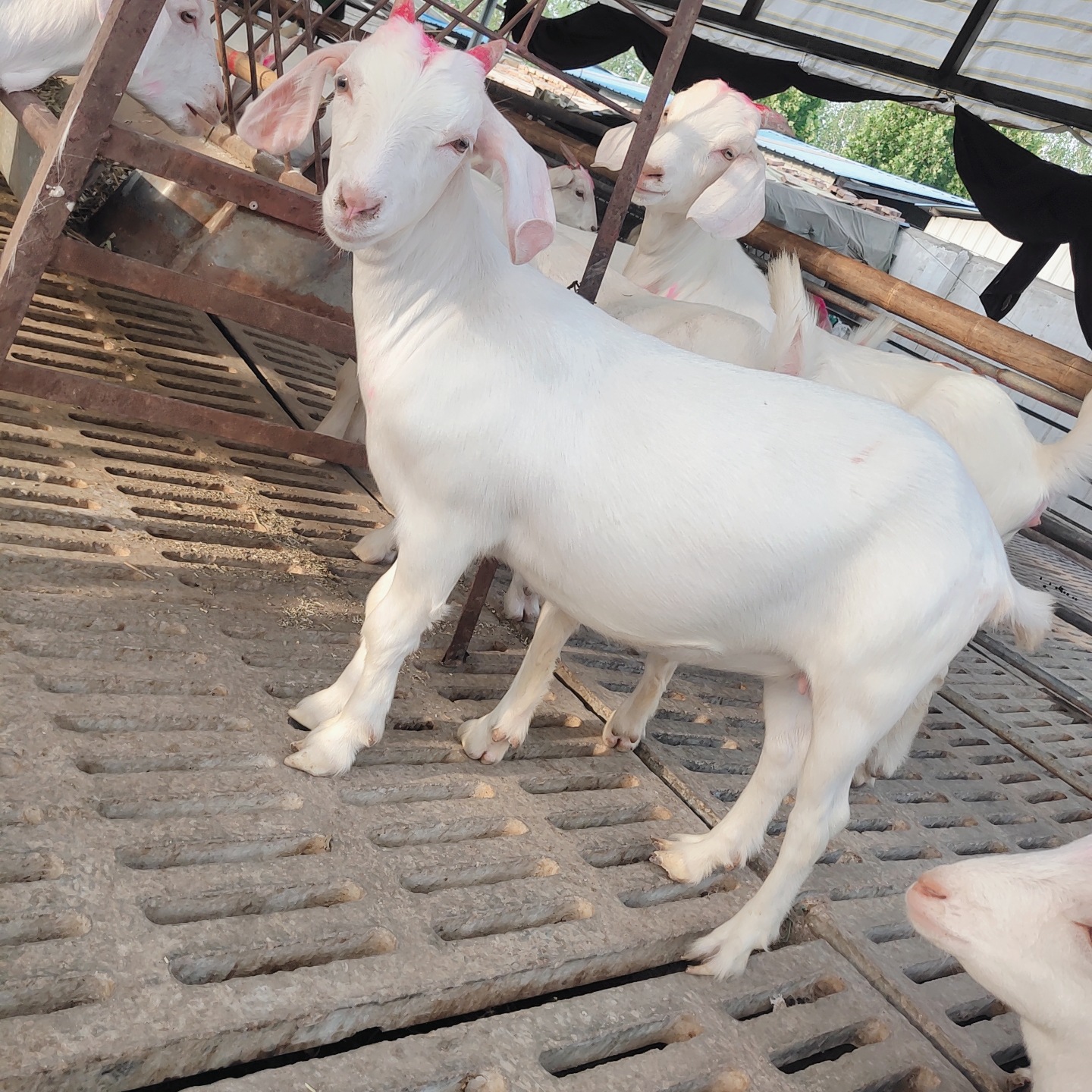 白山羊养殖场美国白山羊一年两胎繁殖快白山羊羊羔