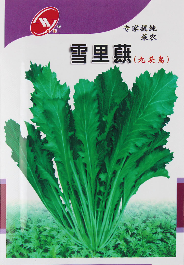 九头鸟雪里蕻菜种子 雪里红芥菜雪菜 四季播青菜种子盆栽蔬菜