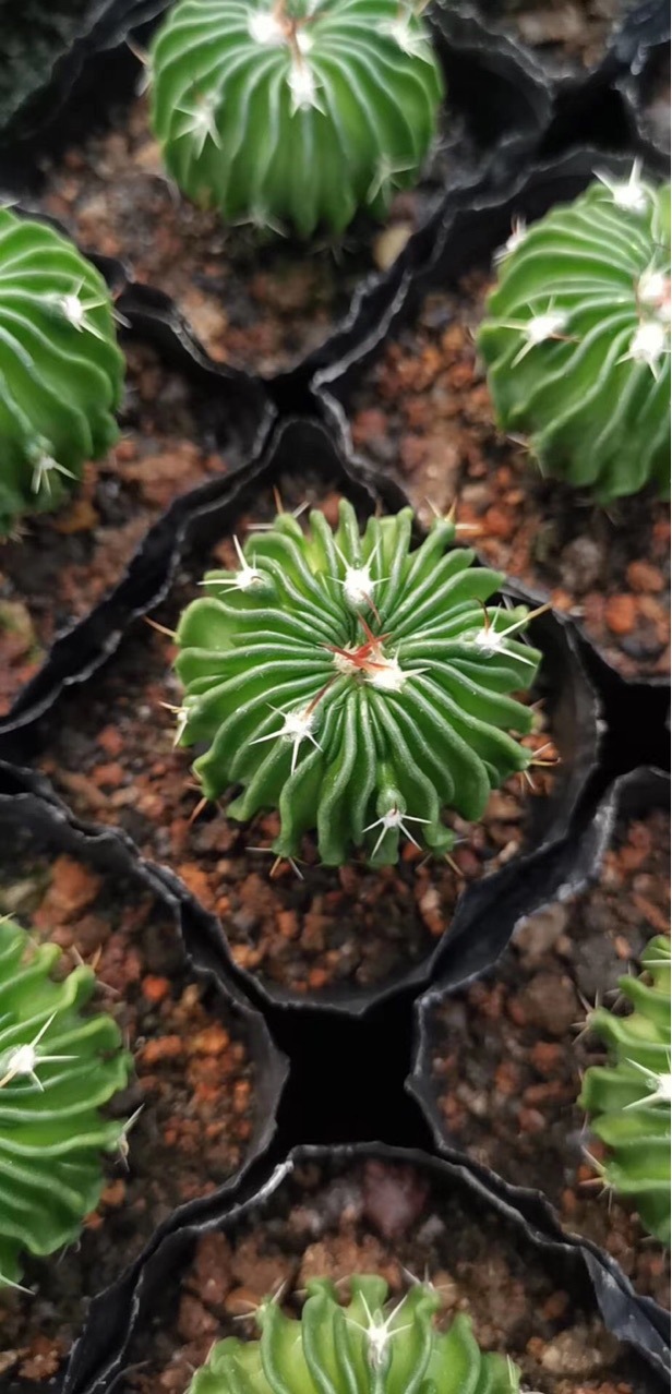 仙人球盆栽办公桌多肉实生仙人球多棱玉花卉盆栽基地批发