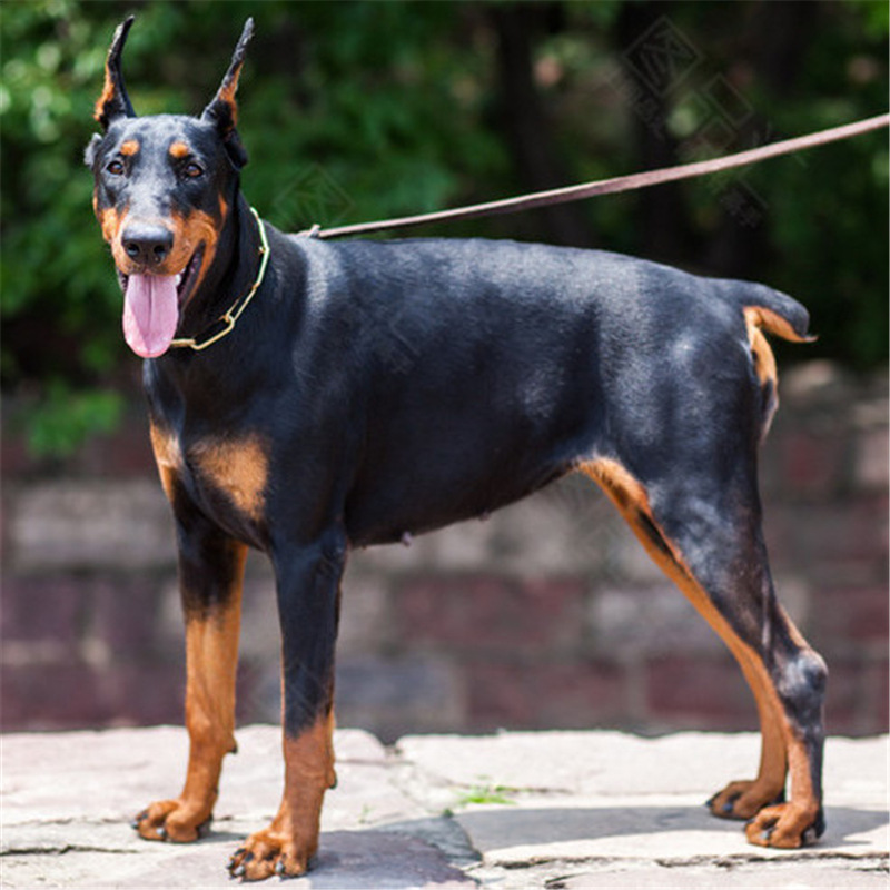 杜宾犬纯种幼犬活体大型杜宾护卫犬杜宾幼犬罗威纳赛级德系杜宾犬