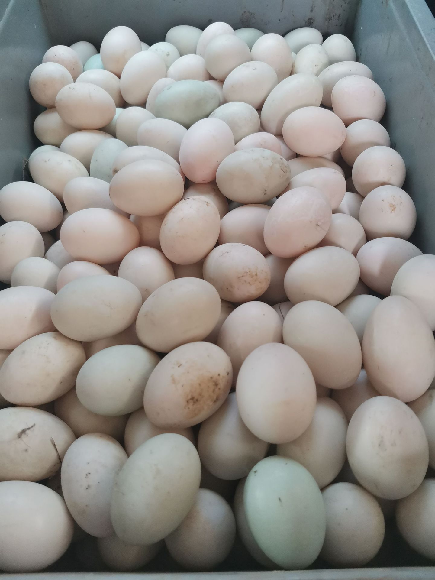 何湾镇土鸡蛋农家散养新鲜鸭蛋50枚