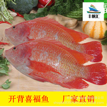 丰帆汇厂家直销冷冻喜福鱼彩虹鲷红鲷鱼清蒸烧烤麻辣红罗非鱼批发