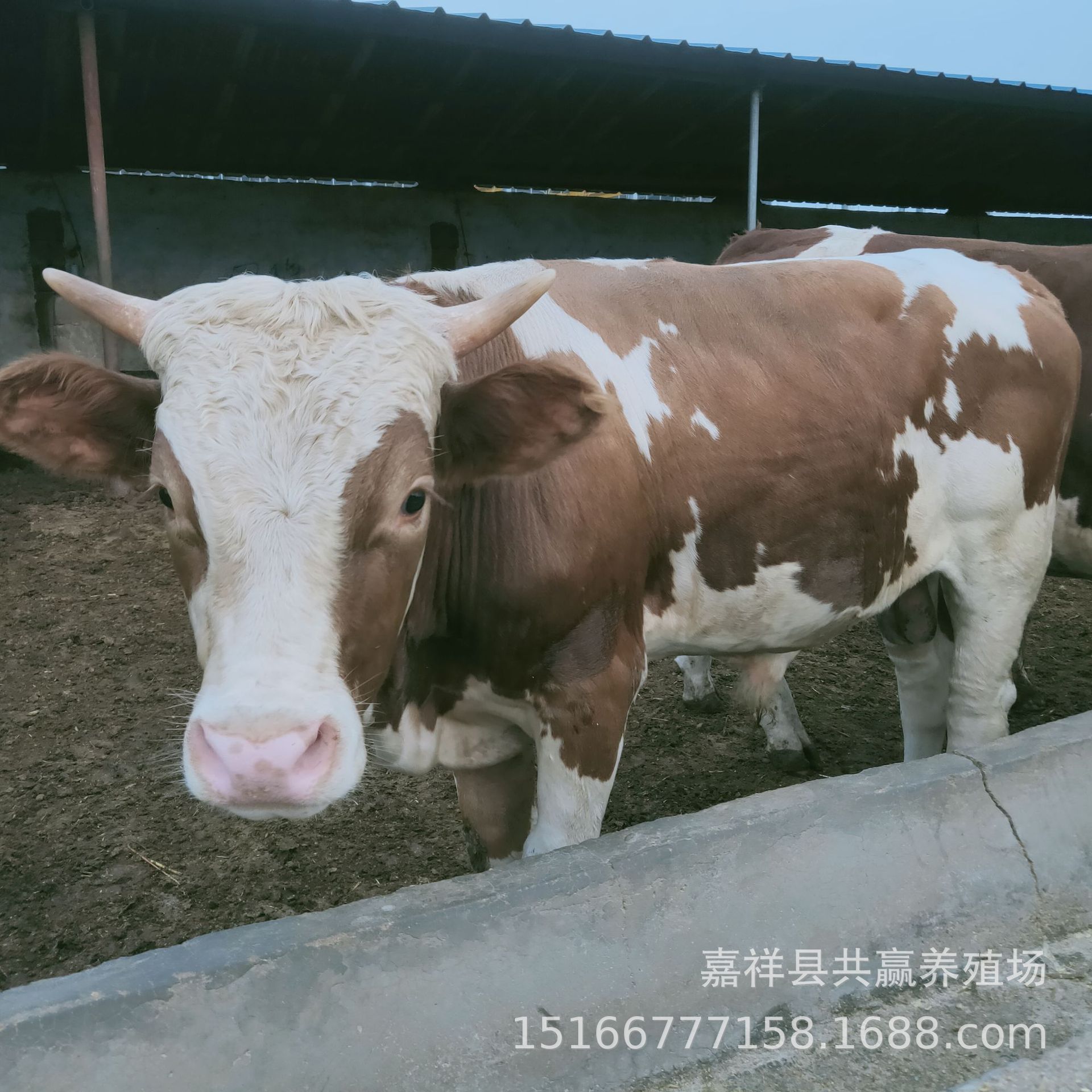 批发西门塔尔肉牛育肥养殖 改良鲁西黄牛牛犊 小母牛犊养殖场基地