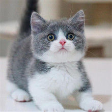 纯种英国短毛猫蓝猫幼猫活体折耳猫活体矮脚猫蓝白英短猫金渐层猫