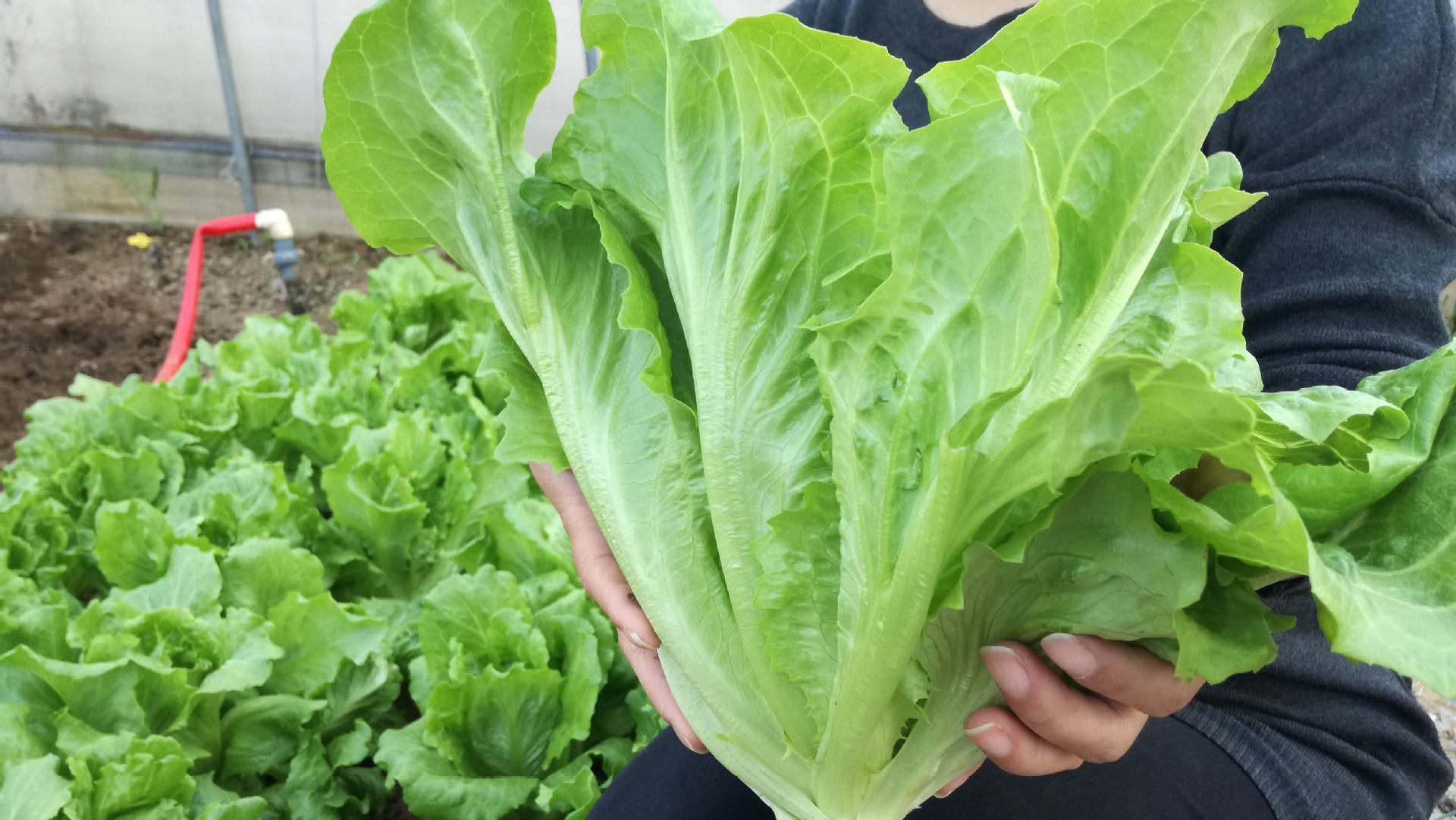 香港玻璃生菜种子种籽孑春季阳台种菜蔬莱菜仔四季盆栽沙拉蔬菜孑