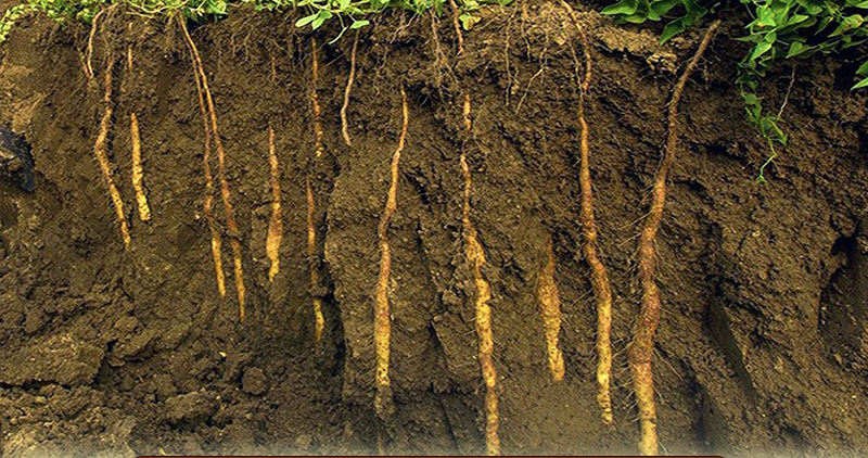 纯垆土山药片 无琉怀山药 焦作铁棍山药片 优质怀山片 温县山药片