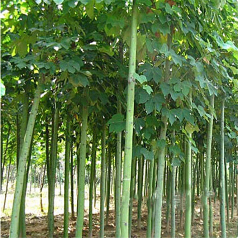 青桐树苗中国梧桐桐麻树庭院别墅绿化苗木观赏植物梧桐树四季常青