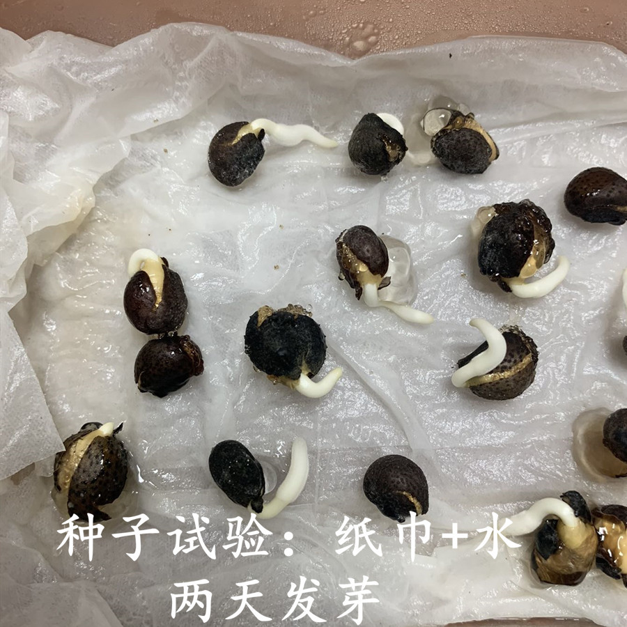 大腹木棉种子美丽异木棉种子乔木种子南方行道树绿化苗木棉花种籽