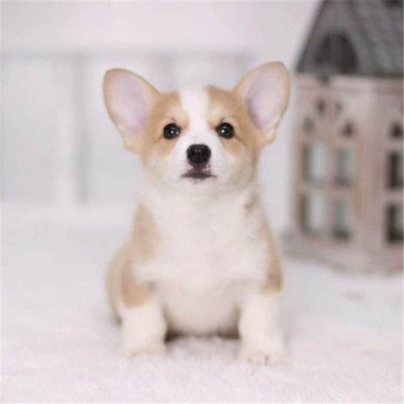 纯种柯基犬纯种幼犬活体宝宝双色两色宠物犬犬舍直销-阿里巴巴