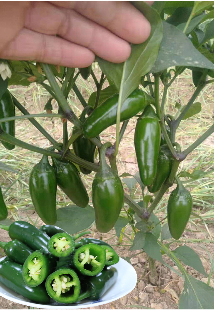 商品描述百粒重/千粒重墨西哥泡椒种子100粒原装(g)饱满度优播种期多