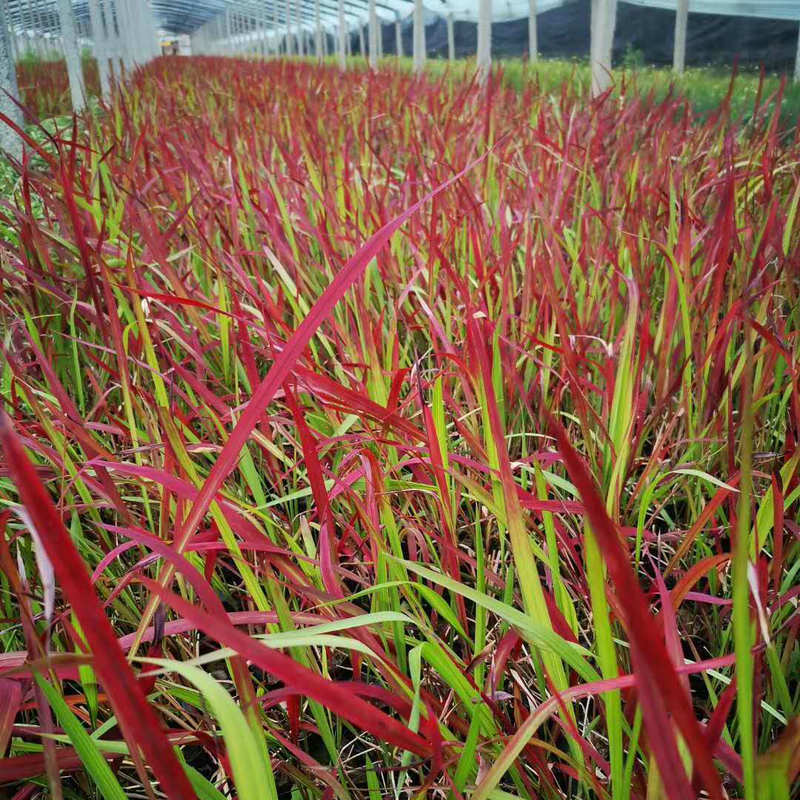 日本血草基地观赏草日本血草大杯营养袋盆栽日本血草批发
