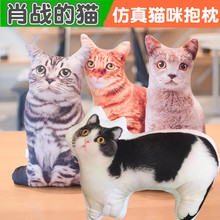 肖战同款坚果猫咪公仔玩偶毛绒玩具3D仿真猫咪印花抱枕靠垫批发