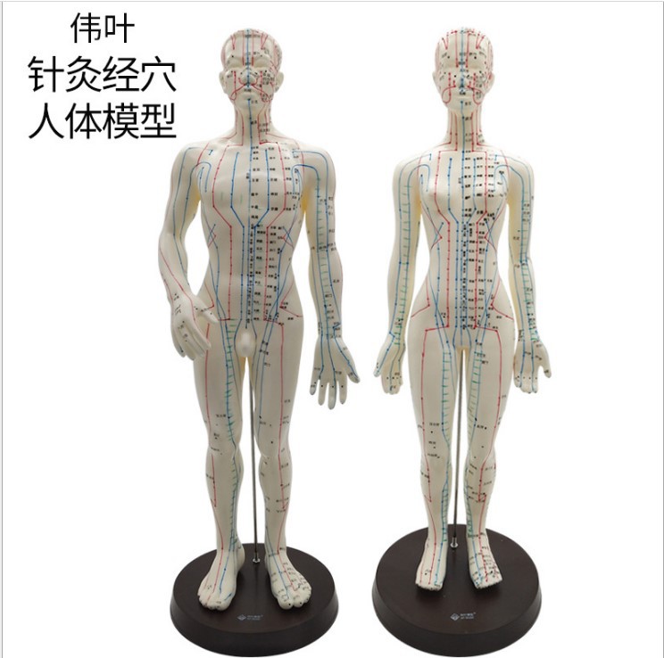 经络人模
