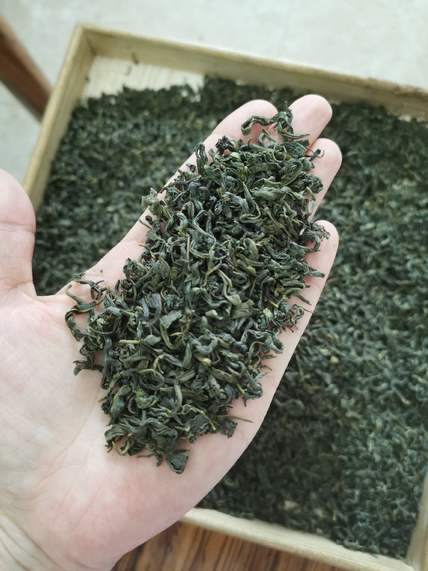 2022秋茶低档绿茶浓香型土香小叶福鼎厂家出品长期供货