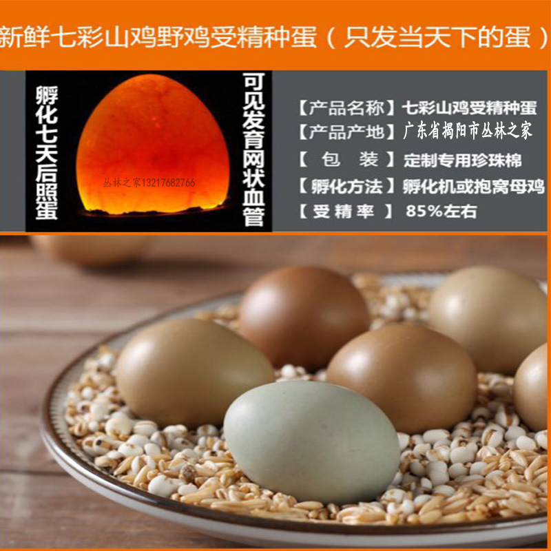 (提供技术指导)七彩山鸡种蛋30枚受精种蛋新鲜可孵化宠物稚鸡蛋