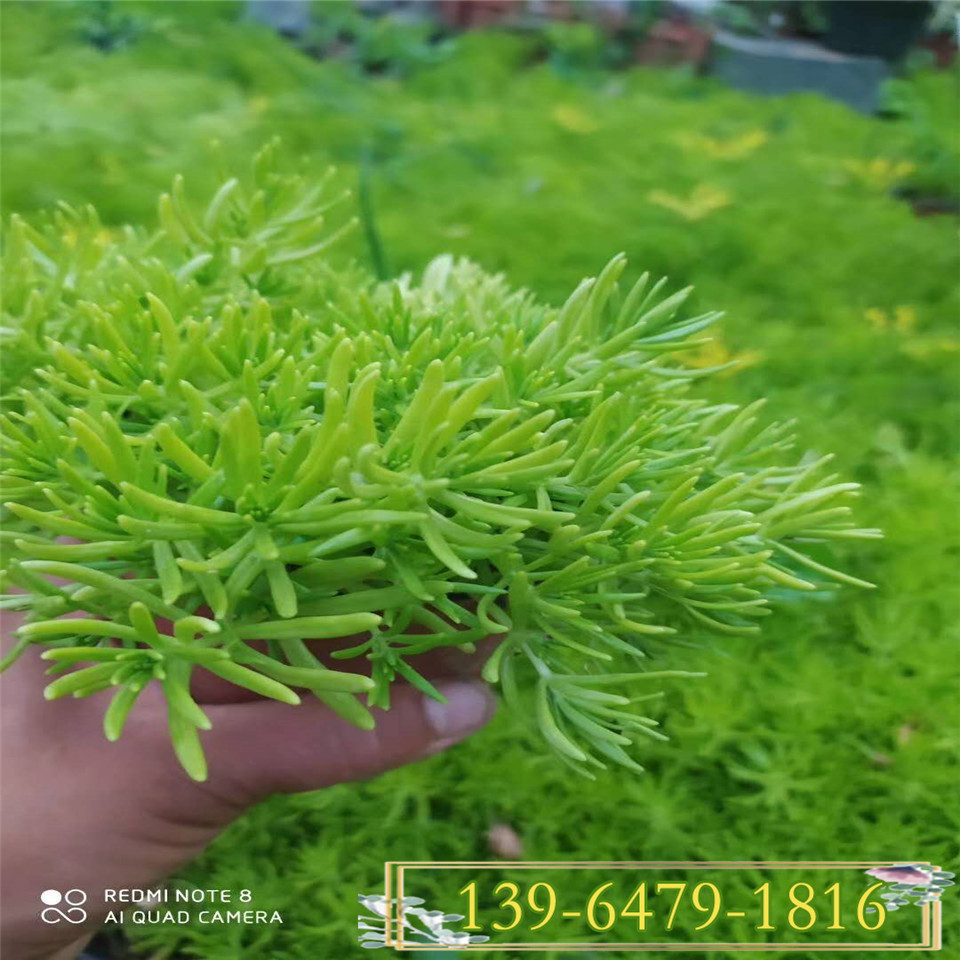地被佛甲草黄金条耐冻耐旱植物 佛甲草图片 金叶佛甲草容器苗