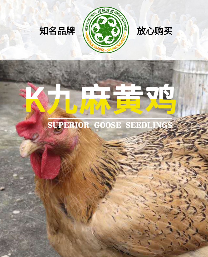 k九麻黄鸡_01.jpg