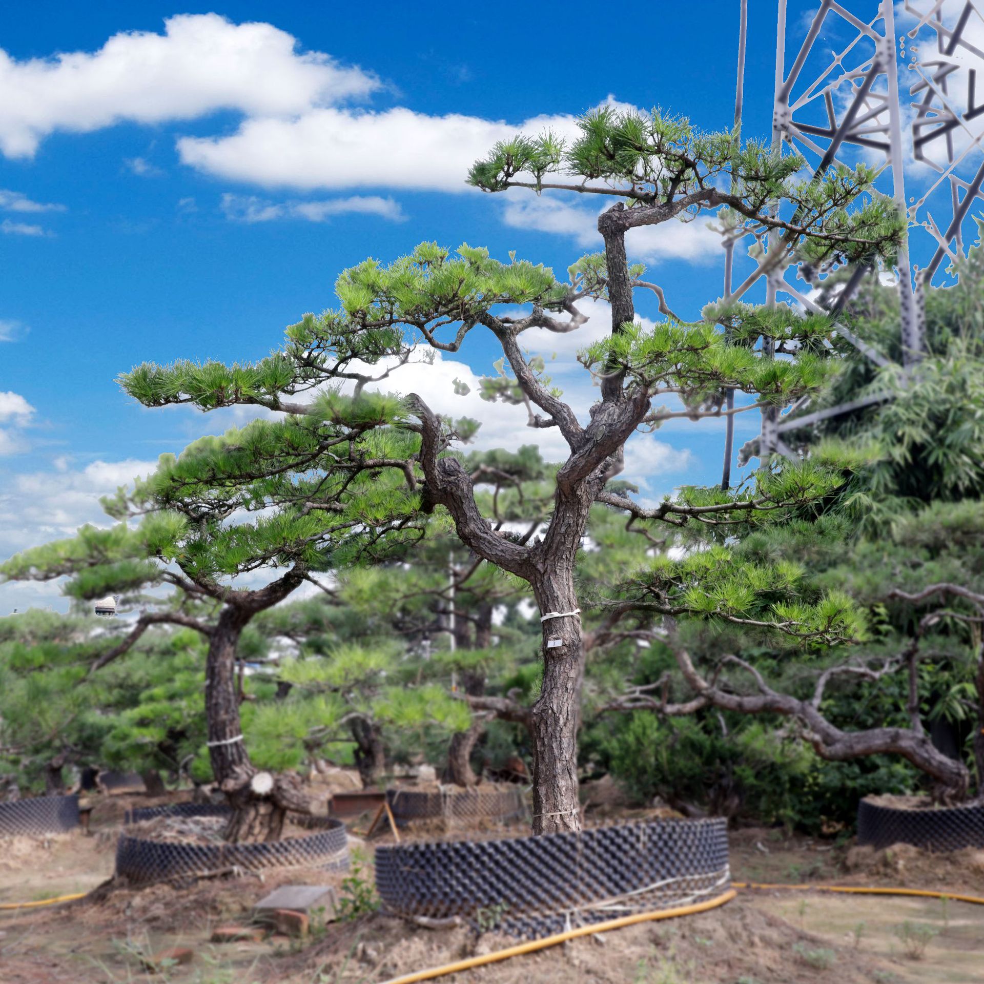造型油松 泰安苗木基地长期供应工程绿化乔木 南北方地砸造型油松