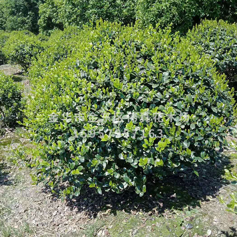 基地直销优质无刺构骨球四季常青构骨树规格齐全园林绿化灌木树