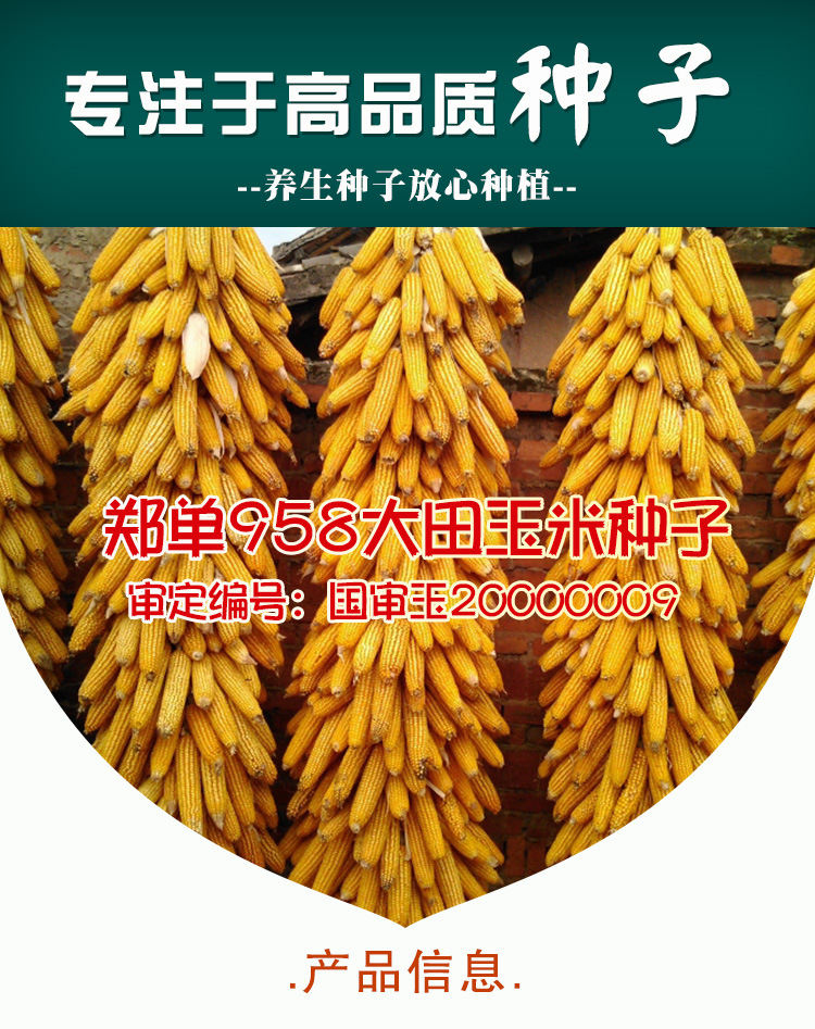 金博士郑单958玉米籽 农田菜园杂交大棒黄棒子抗倒伏玉米籽