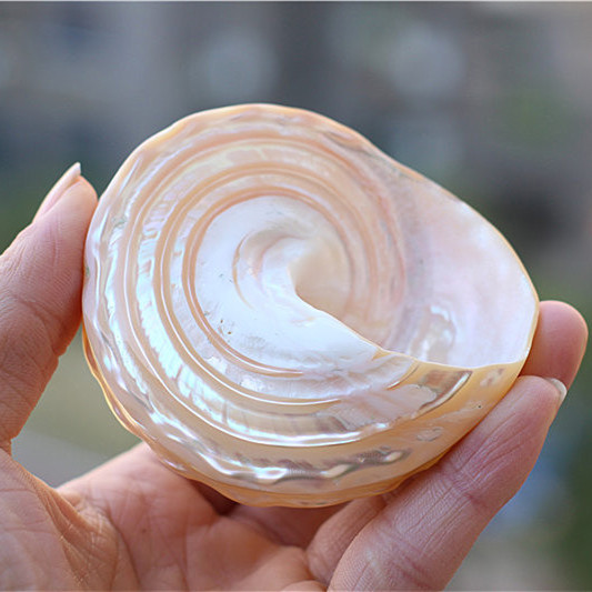 天然贝壳海螺海星荧光珍珠塔螺夜光塔螺 标本螺收藏礼品摆设